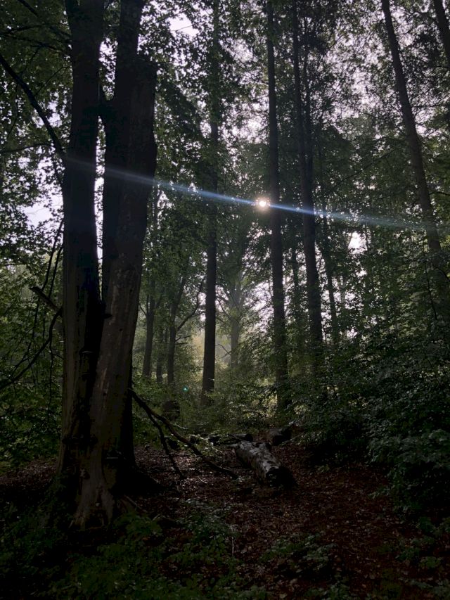 WAI Forest. Photo: WAI/HX