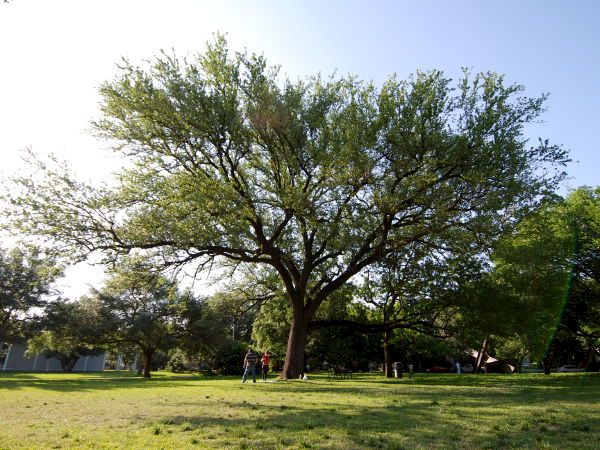 Menil Collection Makeover