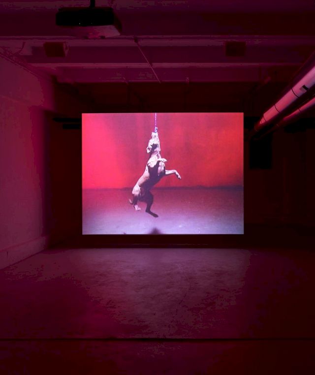 Aaron Young, Good Boy, 2001 (installation view). Photo: Simon Vogel