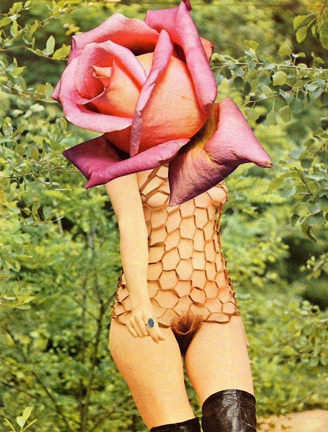 Linder, ’Star Series No 1 Gavotte’